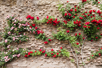 Idyllic scene of a rustic structured old wall covered by rose branches