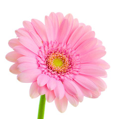 Pink gerbera on white background