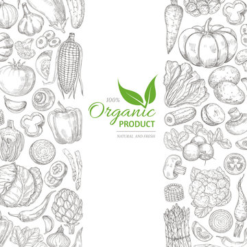 Organic sketch fresh vegetables vector retro background with hand drawn doodle greens on white