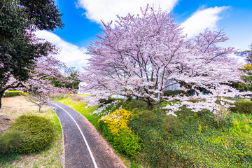 Fototapeta na wymiar Cherry blossom season at the park in Tokyo Japan