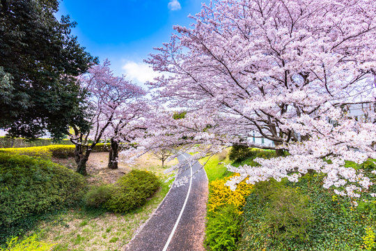 Cherry blossom season at the park in Tokyo Japan