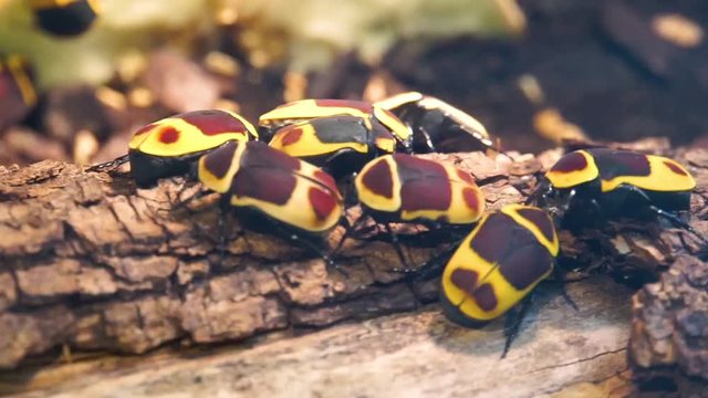 macro closeup of a group of sun beetles on a tree branch, tropical scarab beetle specie from Africa