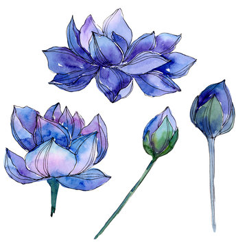 Blue lotus floral botanical flowers. Watercolor background illustration set. Isolated lotus illustration element.