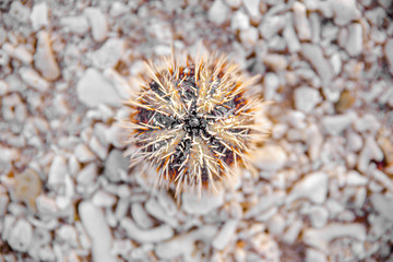 Fototapeta premium Sea urchin at the shore of Sombrero Island, Masbate, Philippines