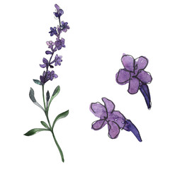 Violet lavender floral botanical flowers. Watercolor background set. Isolated lavender illustration element.
