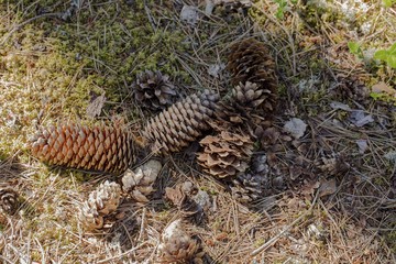 Beautiful view of several pine cones of different sizes and forms. Beautiful nature backgrounds.