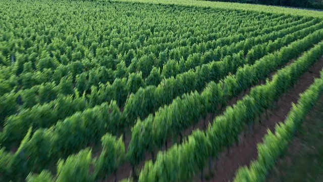 Drone video from German vineyards
