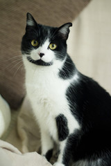 Black and white cat with immunodeficiency