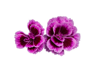 Top view of 2 blooming fresh Dianthus 'Pink Kisses' flowers, isolated on white background.