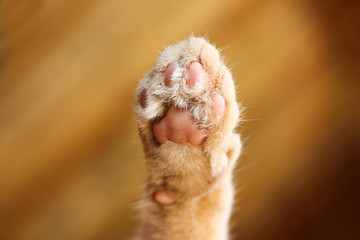 Cute cat paw print from below with soft orange fur with blurred orange background.