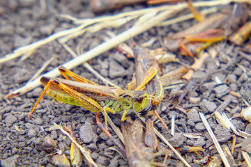 Locusts on the ground. Macro, close-up. Locust invasion