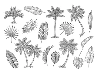 Poster Sketch palm tree. Tropical rain forest trees and exotic palm leaves vintage hand drawing vector isolated set. Foliage leaf exotic, organic palm, botany tropical illustration © MicroOne