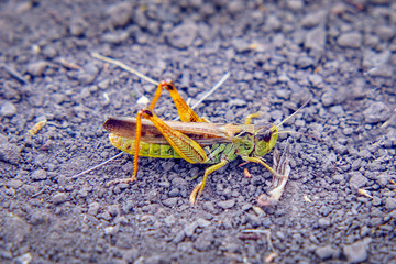Locusts on the ground. Macro, close-up. Locust invasion
