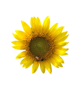 Selective focus fresh natural yellow sunflower and bee isolated on white background with clipping path