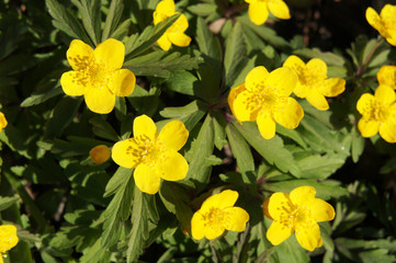 Fototapeta premium Anemone ranunculoides buttercup anemone yellow flowers