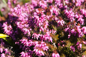 Erica carnea vivelli or winter-flowering heather pink flowers