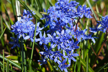 Scilla bifolia or scilla or alpinesquill blue flowers in sunlight - obrazy, fototapety, plakaty