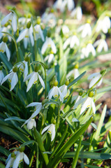 Leucojum aestivum or summer snowflake or loddon lily white flowers vertical