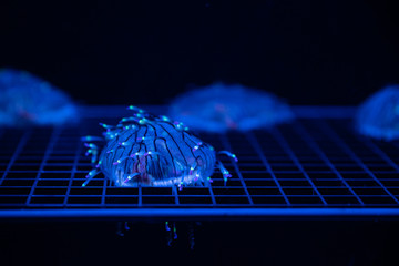 Beautiful Jellyfish in aquarium