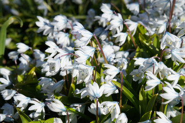 Puschkinia scilloides libanotica snowdrop bulbs  many white and blue flowers 