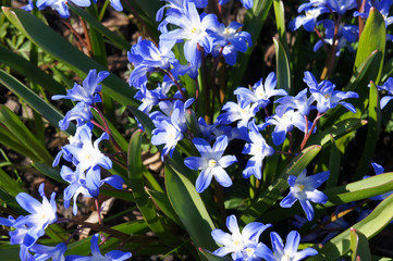 Chionodoxa forbesii blue giant or glory of the snow early flowers