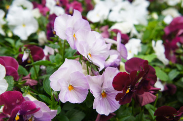 Viola wittrockiana pansy violet and dark red flowers 