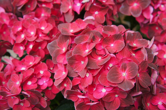 Hydrangea macrophylla red flowers close up