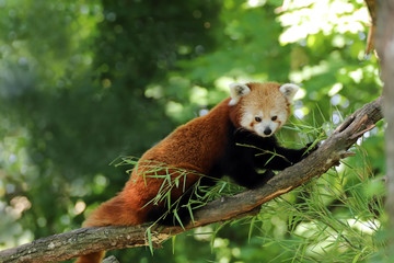 Fototapeta premium Panda roux