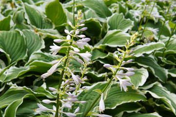 Hosta francee green leaves with a white margin and purple flowers