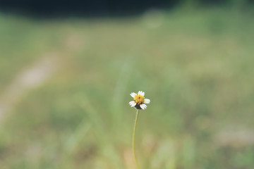 White flowers are blooming on green meadow