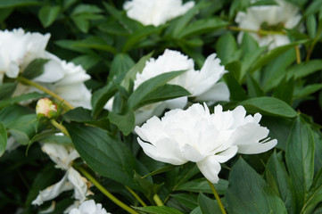 Paeonia gardenia white peony flowers in green leaves