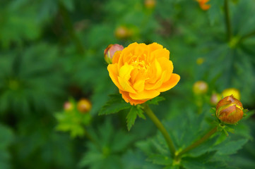 Trollius asiaticus asian globeflower orange flower with green background