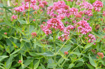 Centranthus ruber red valerian flowers with green