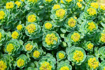 Rhodiola rosea blossom by springtime at solar day