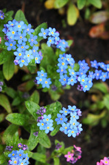 Obraz premium Myosotis or forget-me-nots or scorpion grasses blue flowers vertcial
