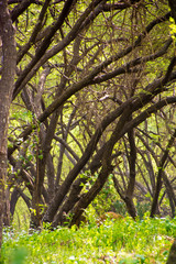Fototapeta premium Trembesi (Monkey Pod/Samanea saman/Rain tree) forest in Tuban East Java, Indonesia.
