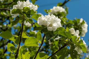 Blooming Apple tree in may in the city yards.