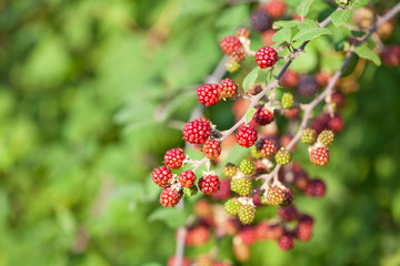 Blackberries on the bush. Fresh organic Black raspberry (Rubus occidentalis) of berries ripening closeup, grows in the garden, green unripe and ripe healthy berries, background. 