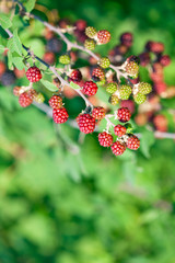 Blackberries on the bush. Fresh organic Black raspberry (Rubus occidentalis) of berries ripening closeup, grows in the garden, green unripe and ripe healthy berries, background. 