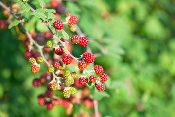 Blackberries on the bush. Fresh organic Black raspberry (Rubus occidentalis) of berries ripening closeup, grows in the garden, green unripe and ripe healthy berries, background. 