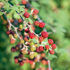 Blackberries on the bush. Fresh organic Black raspberry (Rubus occidentalis) of berries ripening closeup, grows in the garden, green unripe and ripe healthy berries, background. 
