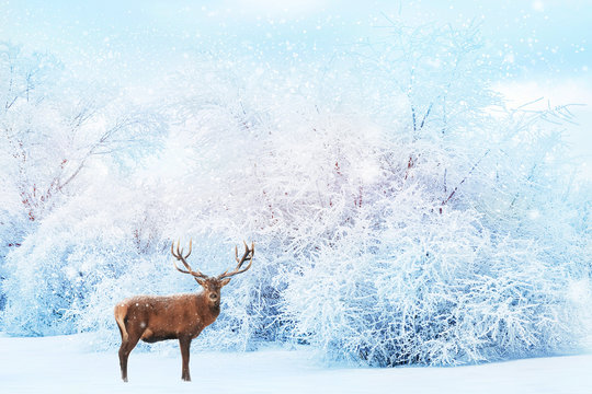 Noble deer on the background of white trees in the snow in the forest. Beautiful winter landscape. Christmas background. Winter christmas wonderland.