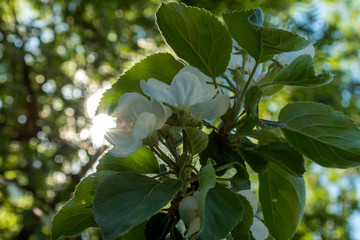 Obraz premium Blooming Apple tree in may in the city yards.