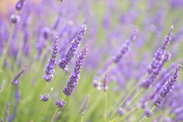 close up of lavender field blooming