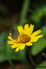 butterfly on flower