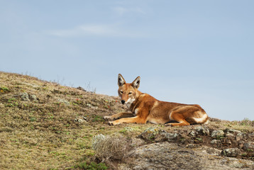 Rare and endangered Ethiopian wolf lying in the highlands of Bale mountains, Ethiopia.