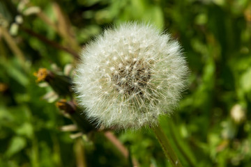 Lush white head of a dandelion in the grass city.