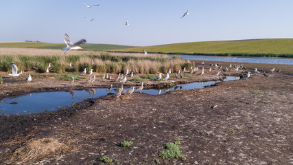 seagulls in Danube Delta, Romania