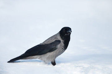 Close up of a hooded crow in snow in winter