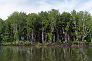 Obraz premium Mangrove Forest with fresh water